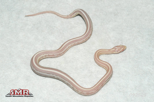 Snow Tessera Motley 12" Female for sale by South Mountain Reptiles