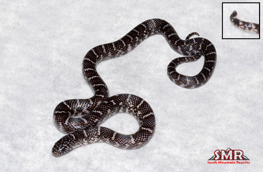 Axanthic Brook's Kingsnake 15" Female for sale by South Mountain Reptiles