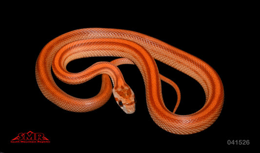 Striped cornsnake 15" Female for sale by South Mountain Reptiles