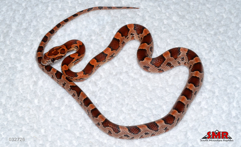 Red Coat Okeetee, Het Lava 16" Female for sale by South Mountain Reptiles
