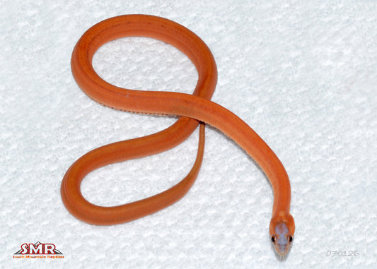 Striped Scaleless 18" Female for sale by South Mountain Reptiles