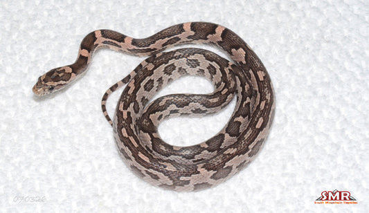 Dark Heliconia 21" Female for sale by South Mountain Reptiles