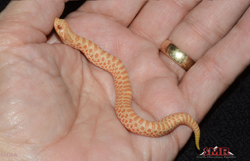 Albino Western Hognose 5" Female for sale by South Mountain Reptiles