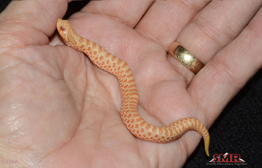 Albino Western Hognose 5" Female for sale by South Mountain Reptiles