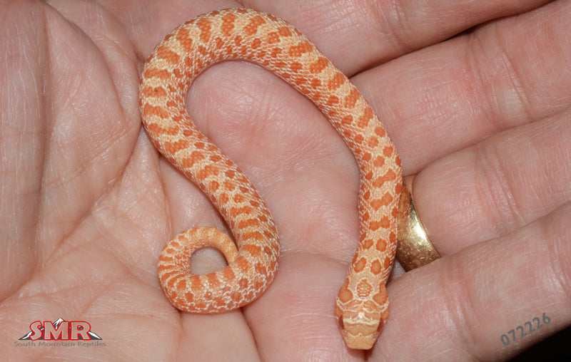 Albino Hognose 6" Female