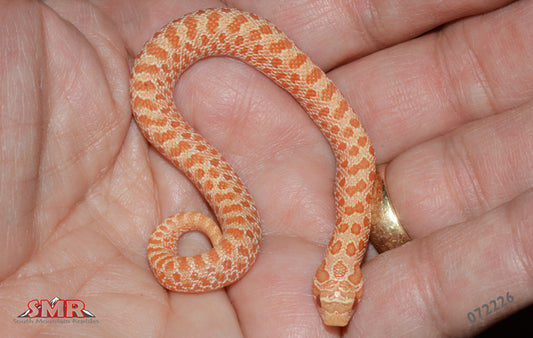 Albino Hognose 6" Female for sale by South Mountain Reptiles