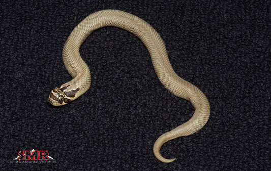 SuperConda Hognose 6" Female for sale by South Mountain Reptiles