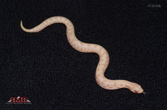 Albino Anaconda, Het Axanthic 7" Female for sale by hatchling