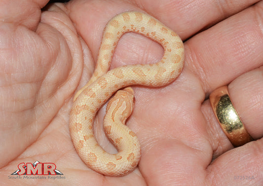 Albino Anaconda, Het Axanthic 7" Female for sale by hatchling