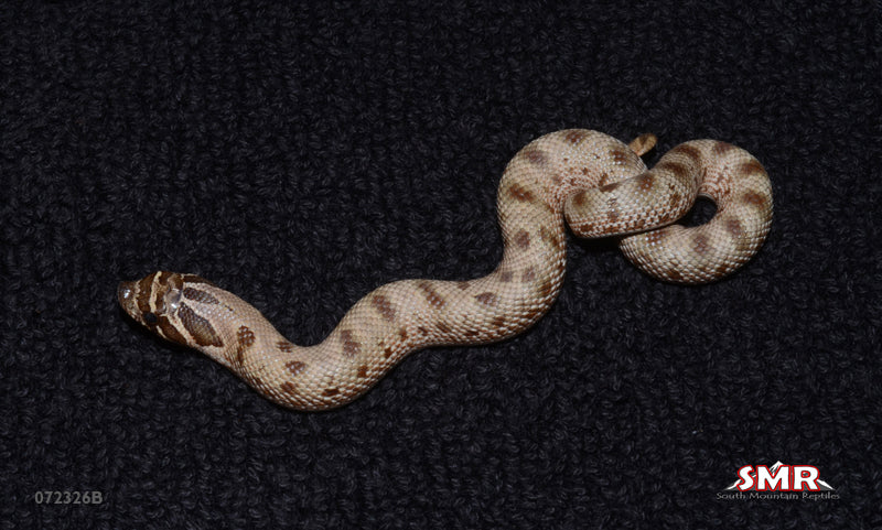 Anaconda Hognose 7" Female for sale by South Mountain Reptiles