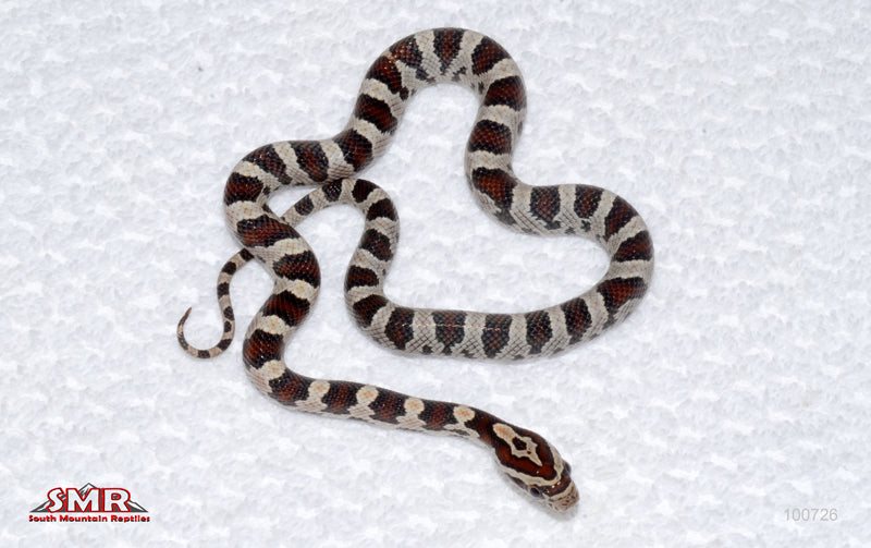 Banded Miami Extreme Okeetee - female