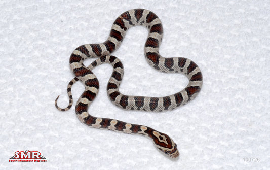 Banded Miami Extreme Okeetee - female for sale by South Mountain Reptiles