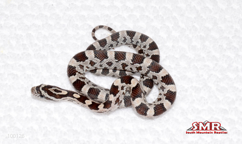 Miami - female