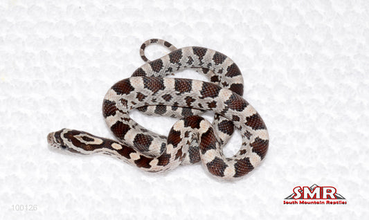 Miami - female for sale by South Mountain Reptiles