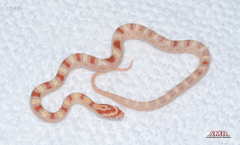Motes Line Reverse Okeetee female