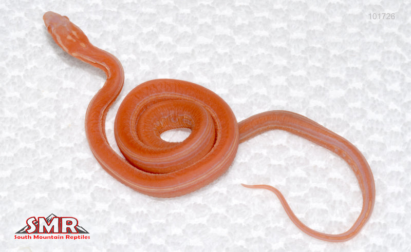 Scaleless Amel Tessera - female