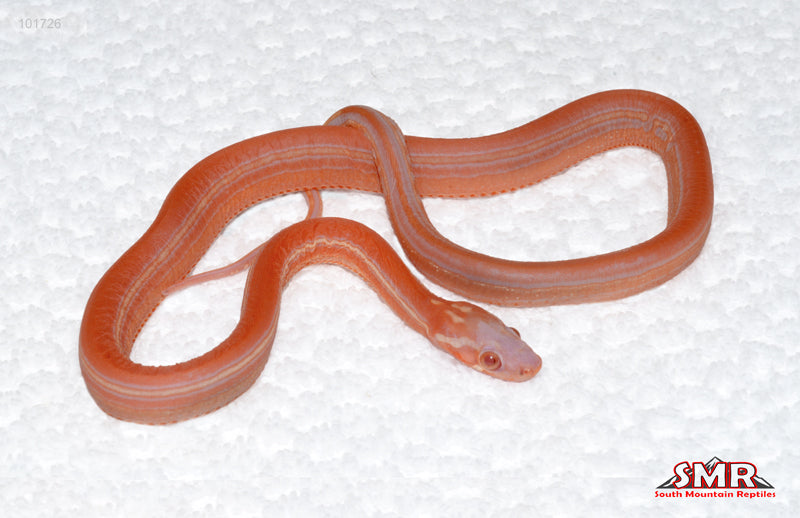 Scaleless Amel Tessera - female