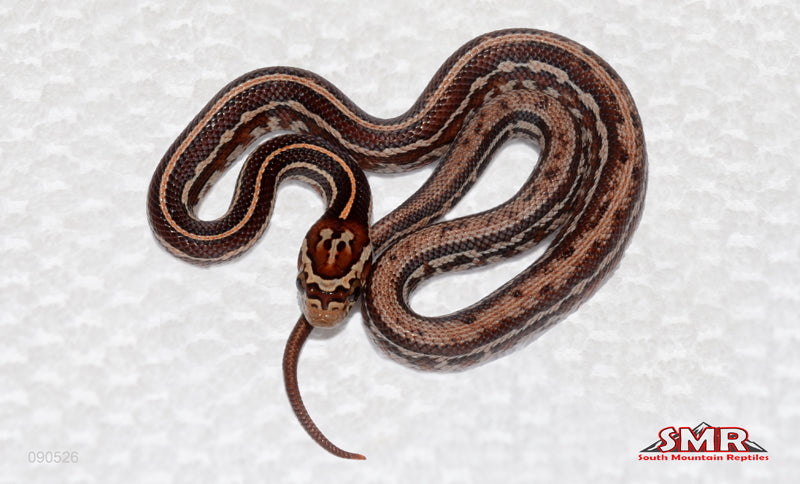 Weirdo Tessera Female for sale by South Mountain Reptiles