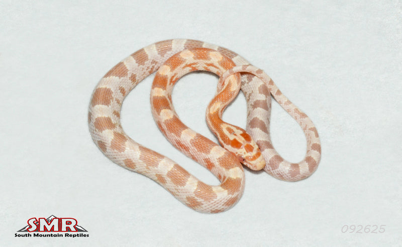 Mandarin het Diffused 12" Male for sale by South Mountain Reptiles