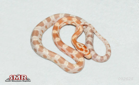 Mandarin het Diffused 12" Male for sale by South Mountain Reptiles