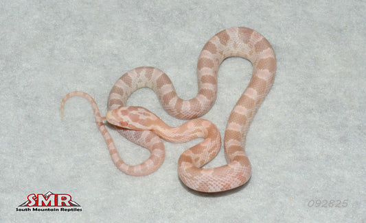 Coral Snow 12" Male for sale by South Mountain Reptiles