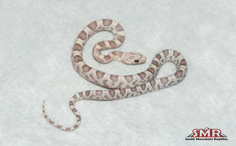 Sunkissed Ultramel 13" male for sale by South Mountain Reptiles