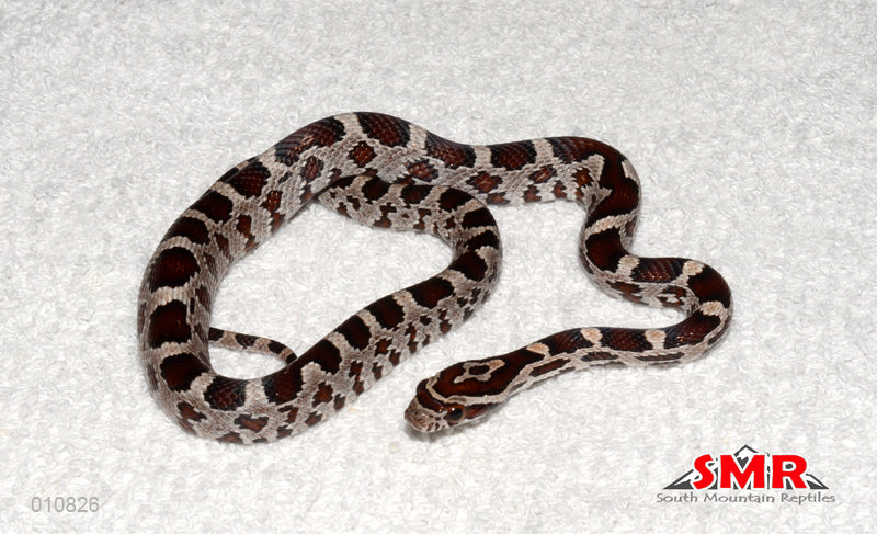 Miami Okeetee 14" male for sale by South Mountain Reptiles