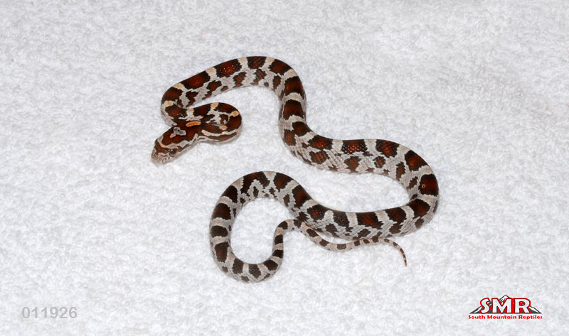 Miami Okeetee 14" Male for sale by South Mountain Reptiles