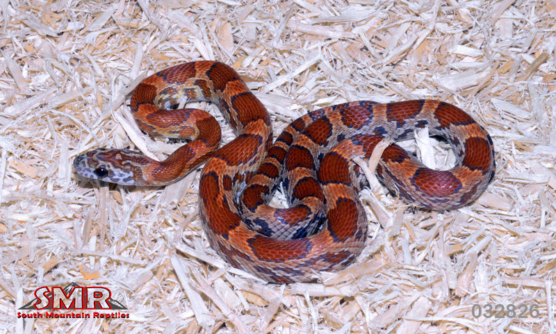 Sunkissed 17" Male for sale by South Mountain Reptiles