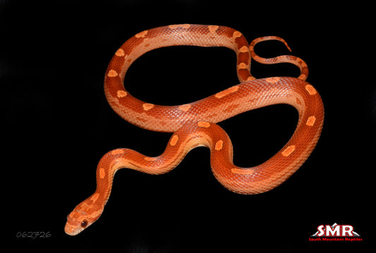 Motley 19" Male for sale by South Mountain Reptiles