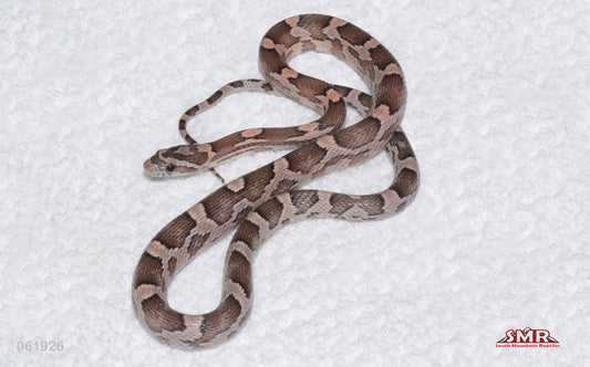 Heliconia 19" male for sale by South Mountain Reptiles
