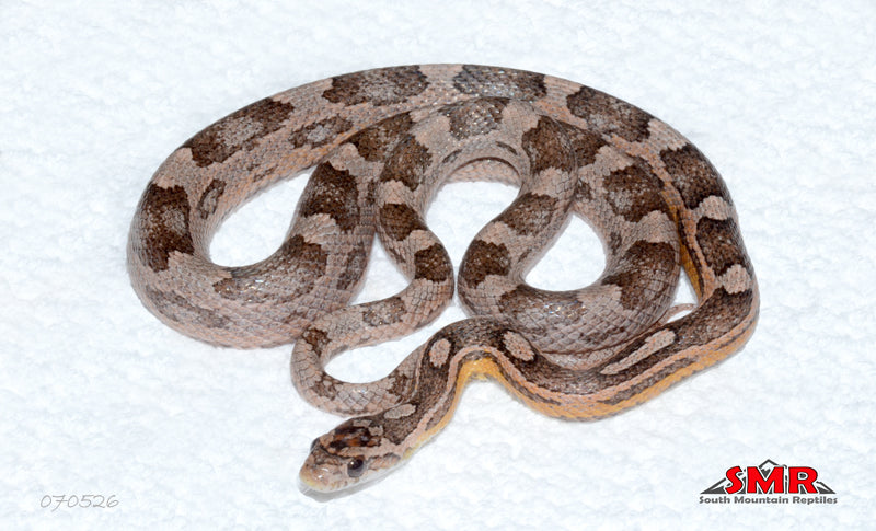 Coral Anery Motley 25" Male for sale by South Mountain Reptiles