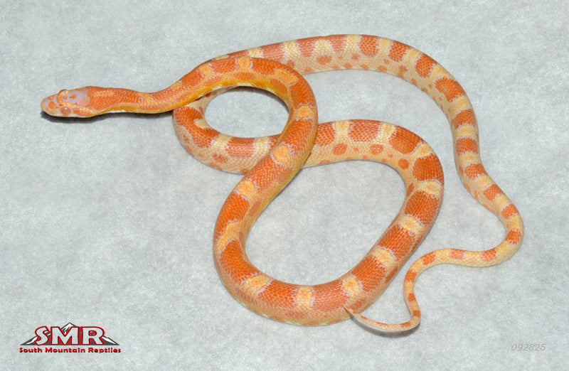 Microscale Amel, het Caramel 26" male for sale by South Mountain Reptiles