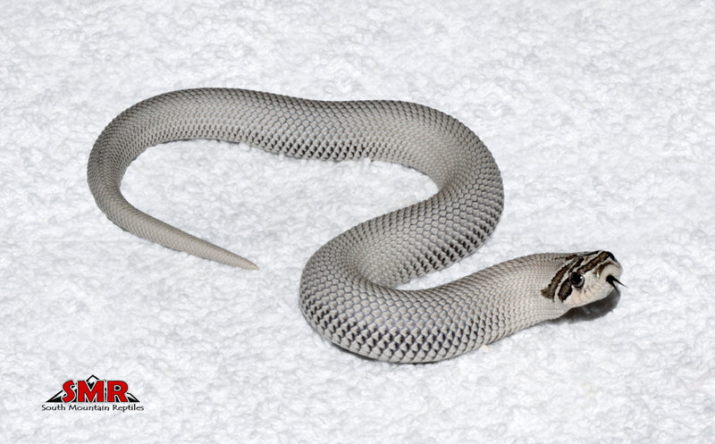 Axanthic Super Conda Hognose male for sale by South Mountain Reptiles