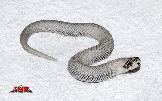 Axanthic Super Conda Hognose male for sale by South Mountain Reptiles