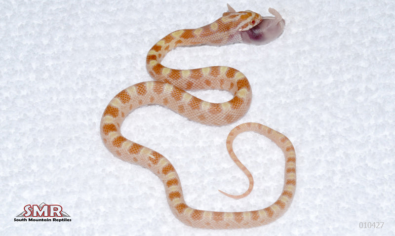 Butter, het MicroScale male for sale by South Mountain Reptiles
