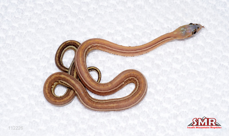 Scaleless Tessera male