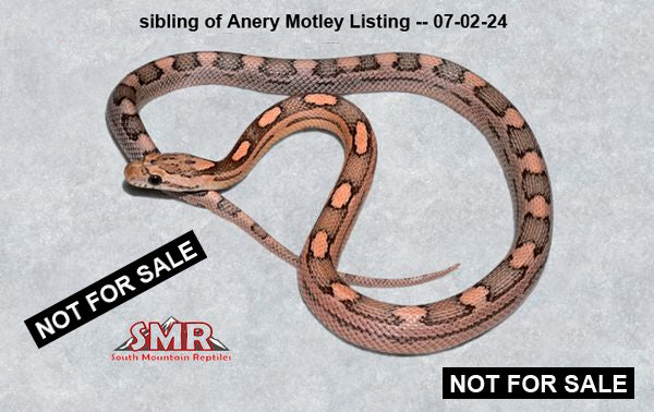 Anery Motley Female 24"