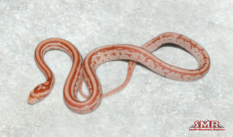 Amel Tessera 12" Female for sale by South Mountain Reptiles