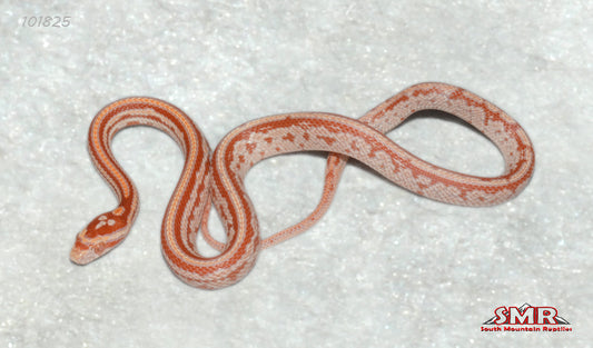 Amel Tessera 12" Female for sale by South Mountain Reptiles