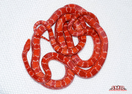 Fluorescent RH/WH male for sale by South Mountain Reptiles