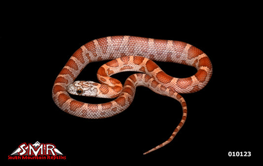 Banded Sunkissed Motley Corn Snake