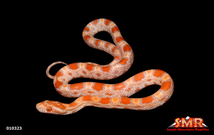 Buf Amel Okeetee Corn Snake