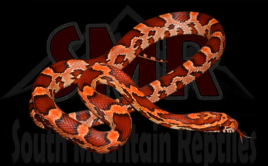 Red Okeetee 15" female