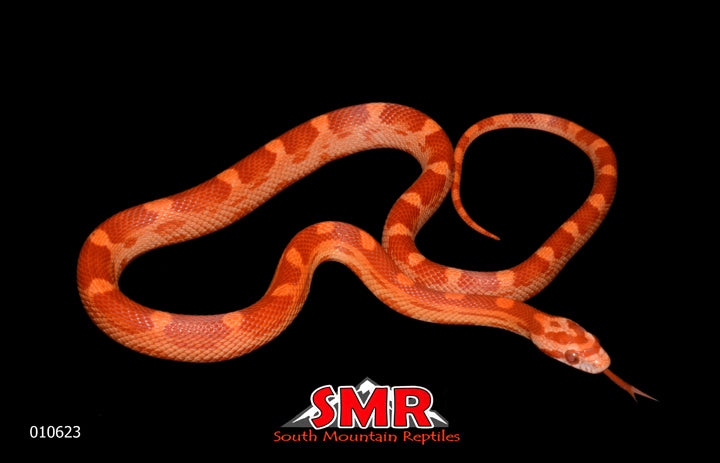 sunglow motley corn snake for sale
