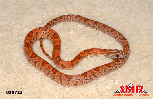 Sunkissed 14" female