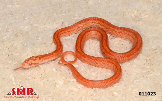 Striped Amel 15" Male