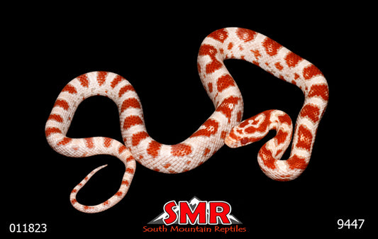 HIigh-white Reverse Okeetee 15" Male