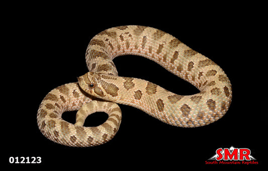 Green Anaconda Western Hognose 10" Male