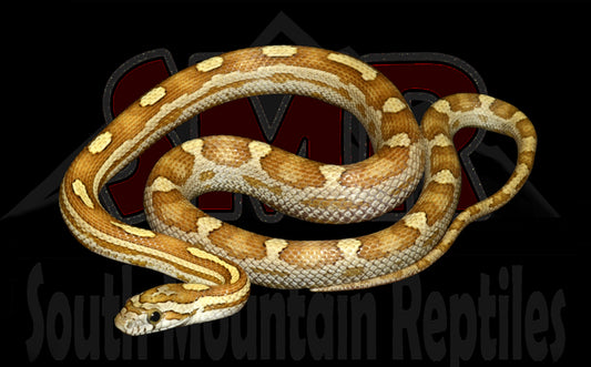 Caramel Motley 17" Female